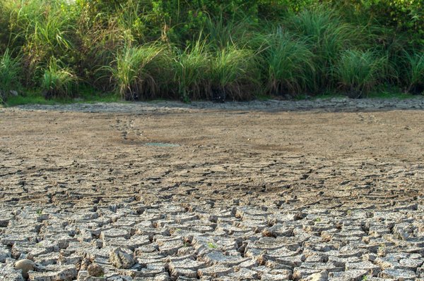 ¿Cuál es la mejor manera de introducir una nueva mascota en un hogar con gatos?